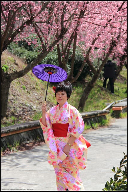 《遊記—台中》武陵農場～櫻花雪落滿地！