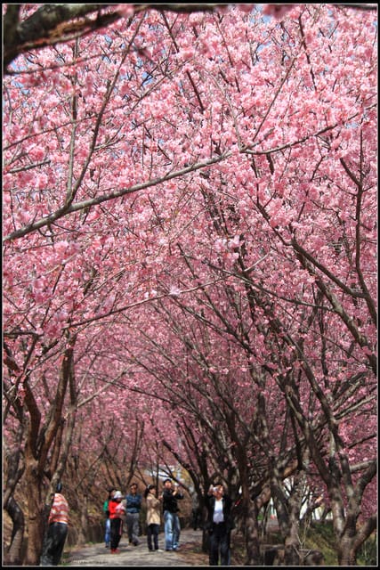 《遊記—台中》武陵農場～櫻花雪落滿地！