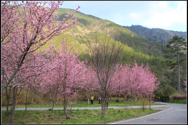 《遊記—台中》武陵農場～櫻花雪落滿地！