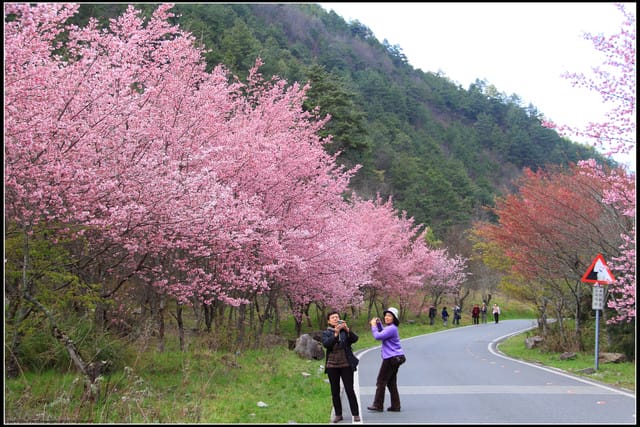 《遊記—台中》武陵農場～櫻花雪落滿地！