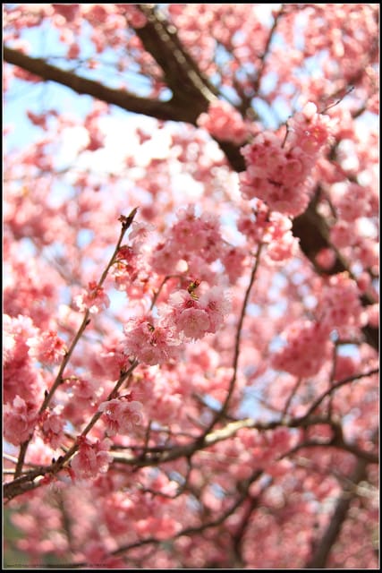 《遊記—台中》武陵農場～櫻花雪落滿地！
