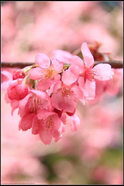 《遊記—台中》武陵農場～櫻花雪落滿地！