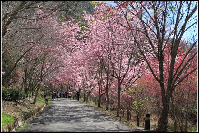 《遊記—台中》武陵農場～櫻花雪落滿地！