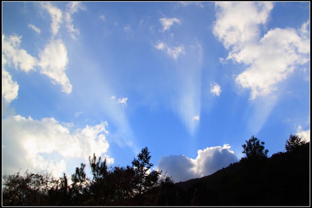 《遊記—台中》武陵農場～櫻花雪落滿地！