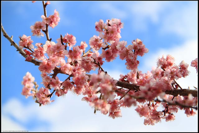 《遊記—台中》武陵農場～櫻花雪落滿地！