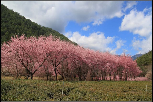 《遊記—台中》武陵農場～櫻花雪落滿地！