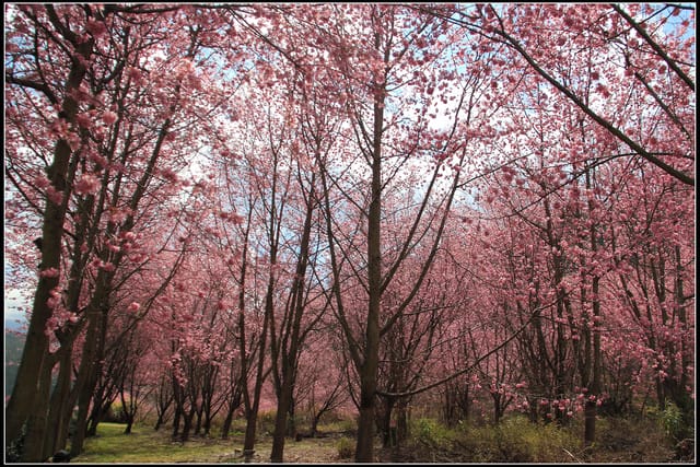 《遊記—台中》武陵農場～櫻花雪落滿地！