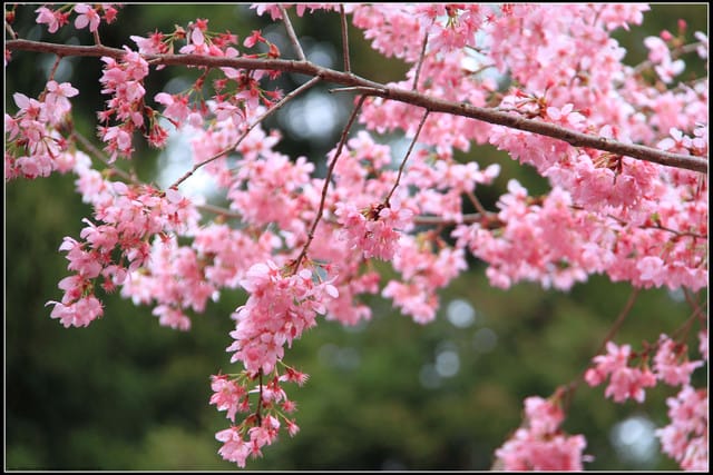 《遊記—台中》武陵農場～櫻花雪落滿地！