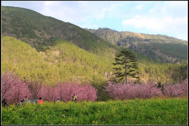 《遊記—台中》武陵農場～櫻花雪落滿地！