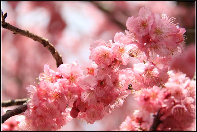 《遊記—台中》武陵農場～櫻花雪落滿地！
