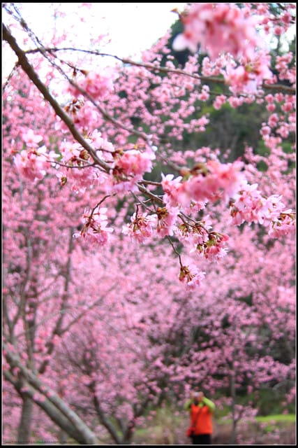 《遊記—台中》武陵農場～櫻花雪落滿地！