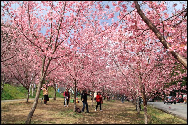 《遊記—台中》武陵農場～櫻花雪落滿地！