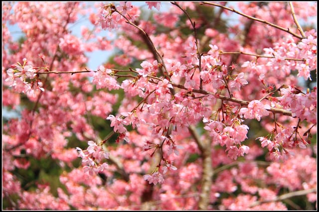 《遊記—台中》武陵農場～櫻花雪落滿地！
