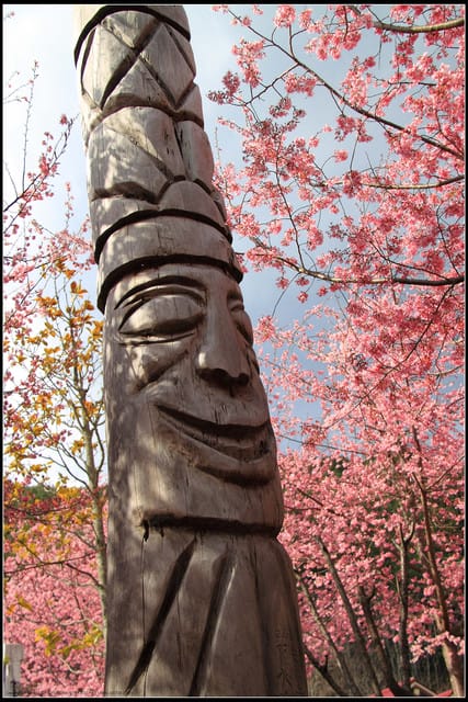 《遊記—台中》武陵農場～櫻花雪落滿地！