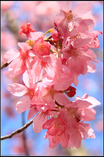 《遊記—台中》武陵農場～櫻花雪落滿地！