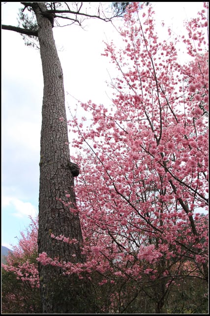 《遊記—台中》武陵農場～櫻花雪落滿地！