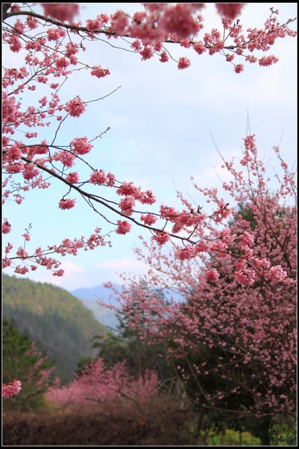 《遊記—台中》武陵農場～櫻花雪落滿地！