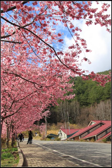 《遊記—台中》武陵農場～櫻花雪落滿地！