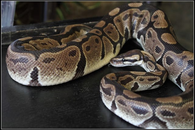 《遊記—新竹》內灣老街＆內灣戲院