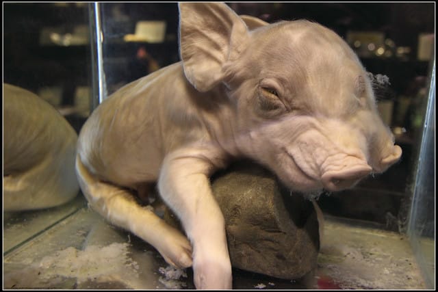 《遊記—新竹》內灣老街＆內灣戲院