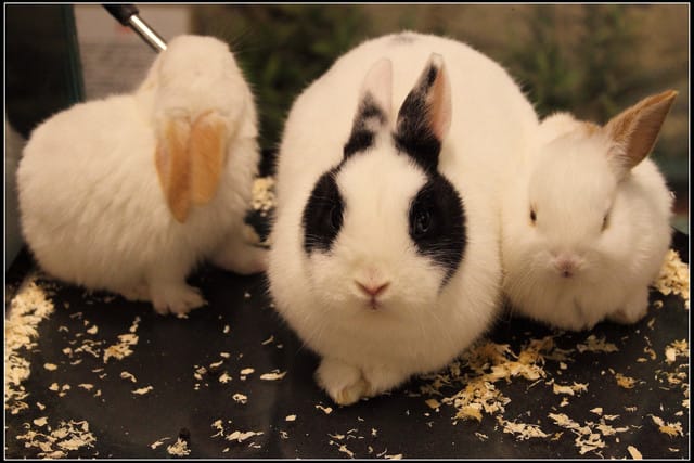 《遊記—新竹》內灣老街＆內灣戲院