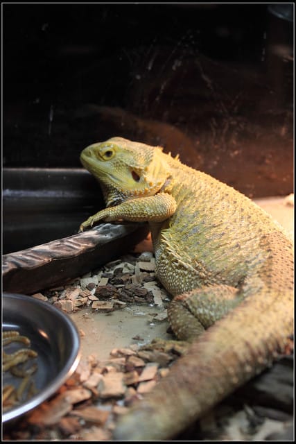 《遊記—新竹》內灣老街＆內灣戲院