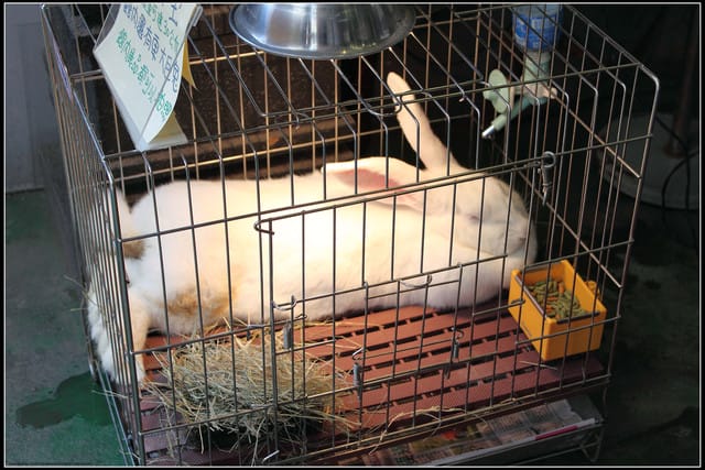 《遊記—新竹》內灣老街＆內灣戲院