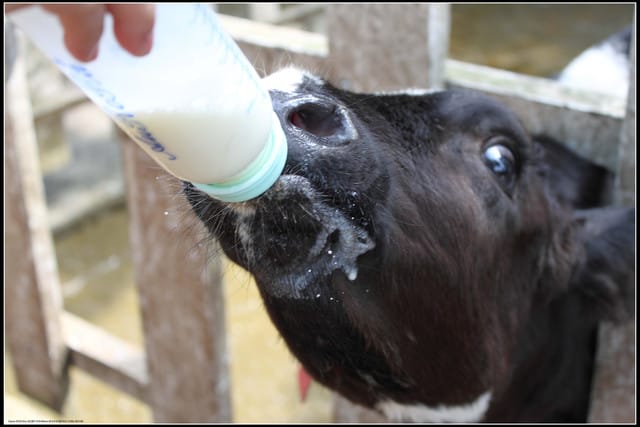《遊記—苗栗》四方牧場（餵牛去，哞～）