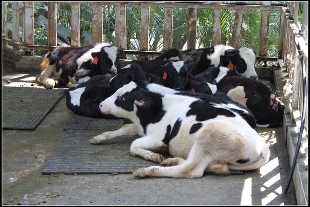 《遊記—苗栗》四方牧場（餵牛去，哞～）