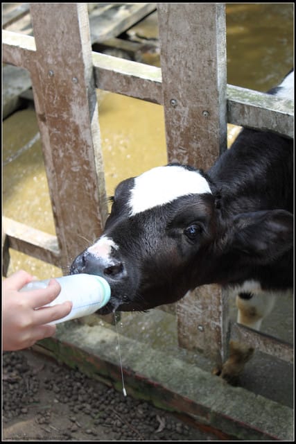 《遊記—苗栗》四方牧場（餵牛去，哞～）