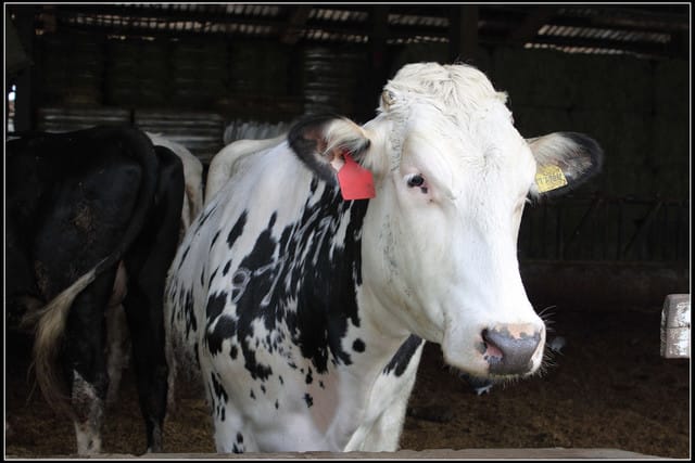 《遊記—苗栗》四方牧場（餵牛去，哞～）