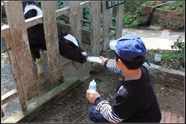 《遊記—苗栗》四方牧場（餵牛去，哞～）