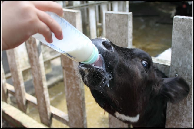 《遊記—苗栗》四方牧場（餵牛去，哞～）