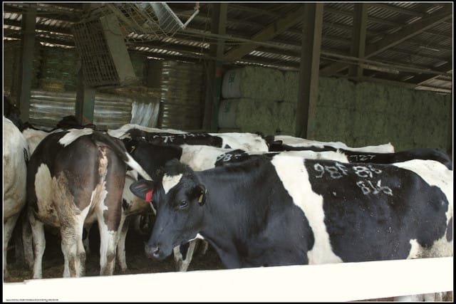 《遊記—苗栗》四方牧場（餵牛去，哞～）