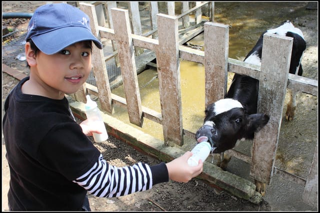 《遊記—苗栗》四方牧場（餵牛去，哞～）