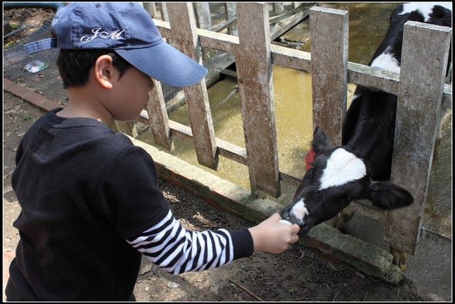 《遊記—苗栗》四方牧場（餵牛去，哞～）
