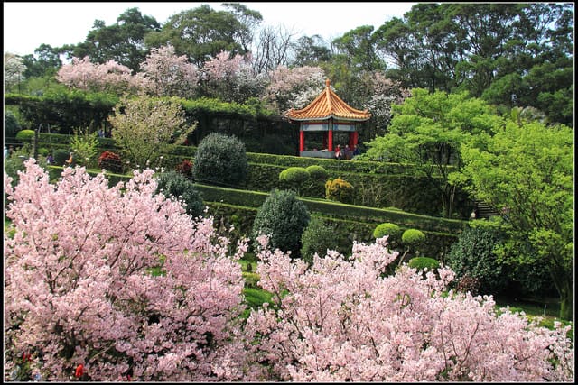 《遊記—新北淡水》2011天元宮賞櫻～霧裡看花？！