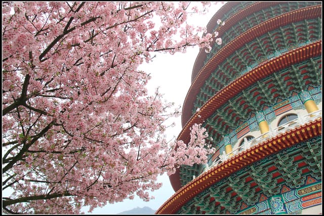 《遊記—新北淡水》2011天元宮賞櫻～霧裡看花？！