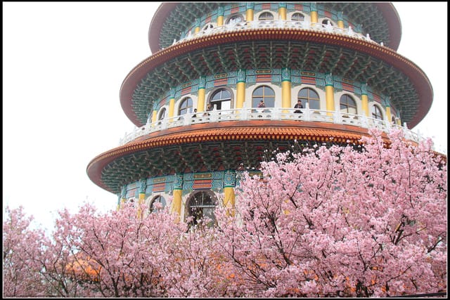 《遊記—新北淡水》2011天元宮賞櫻～霧裡看花？！