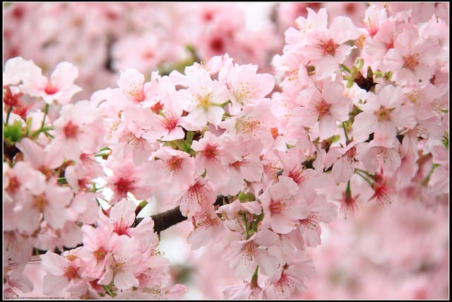 《遊記—新北淡水》2011天元宮賞櫻～霧裡看花？！