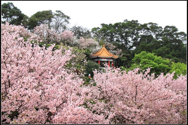 《遊記—新北淡水》2011天元宮賞櫻～霧裡看花？！