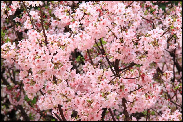 《遊記—新北淡水》2011天元宮賞櫻～霧裡看花？！