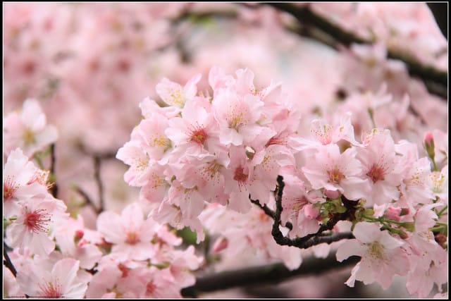 《遊記—新北淡水》2011天元宮賞櫻～霧裡看花？！