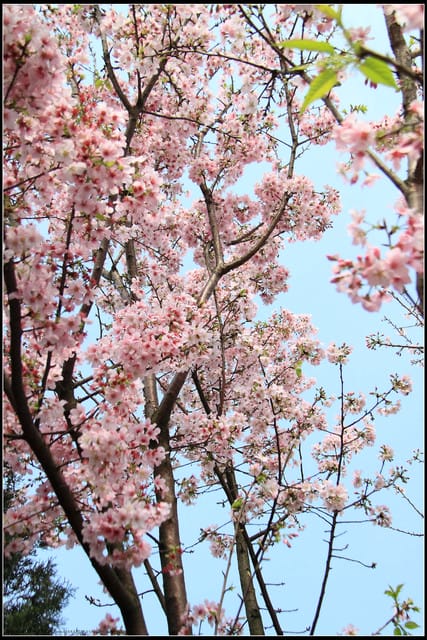 《遊記—新北淡水》2011天元宮賞櫻～霧裡看花？！