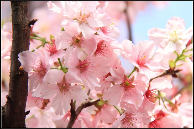 《遊記—新北淡水》2011天元宮賞櫻～霧裡看花？！