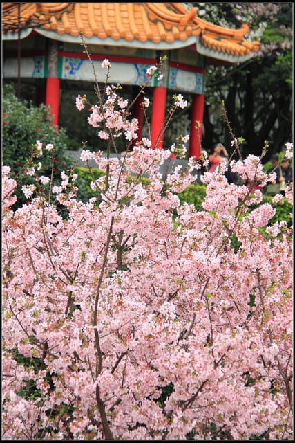 《遊記—新北淡水》2011天元宮賞櫻～霧裡看花？！