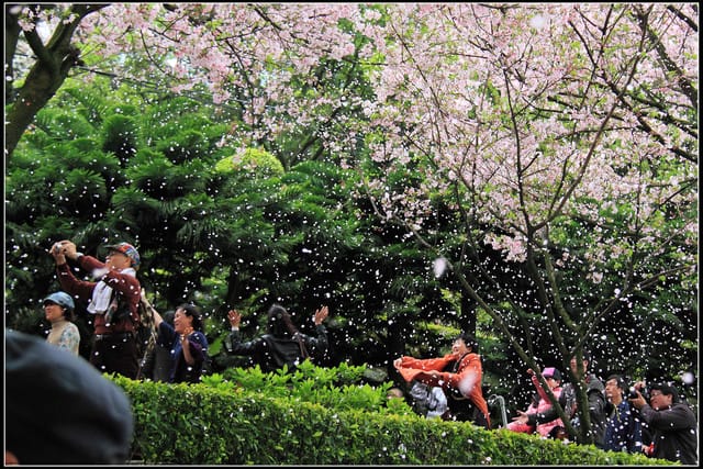 《遊記—新北淡水》2011天元宮賞櫻～霧裡看花？！