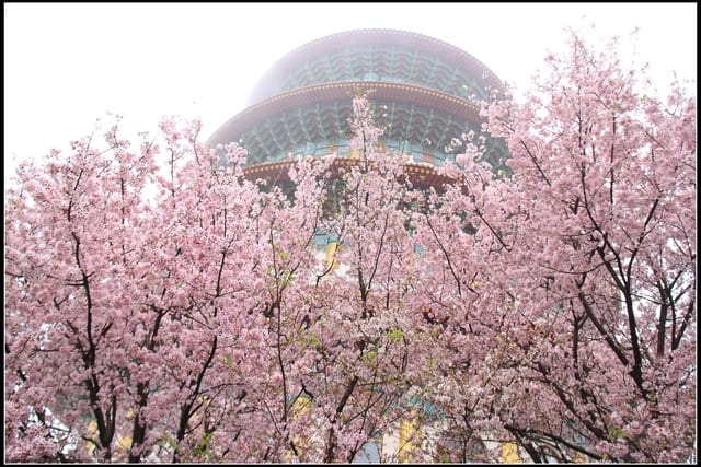 《遊記—新北淡水》2011天元宮賞櫻～霧裡看花？！