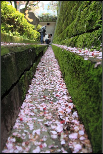 《遊記—新北淡水》2011天元宮賞櫻～霧裡看花？！