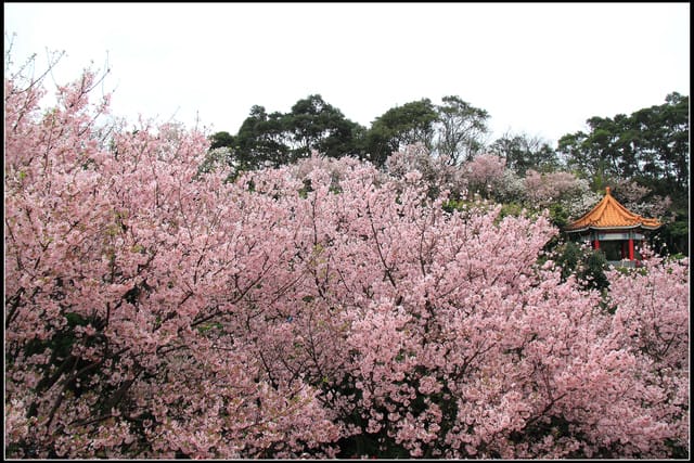 《遊記—新北淡水》2011天元宮賞櫻～霧裡看花？！